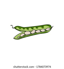 Green haricot pod with light beans, healthy vegetable ingredient, hand draw vector illustration for design and creativity