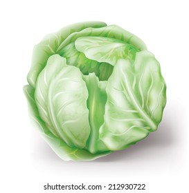 Green head cabbage on a white background. vector illustration