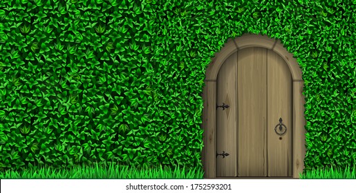 Green hedge. Background vintage wall ivy and wicket. Ancient door and gate. Entrance to the park