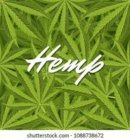 Green Hemp leaves. Vector Composition - Copy Space
