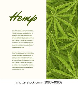 Green Hemp leaves. Vector Composition - Copy Space