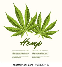 Green Hemp leaves. Vector Composition - Copy Space
