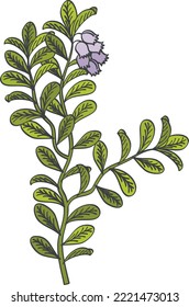 Green herb drawing. Botany icon. Blue flower