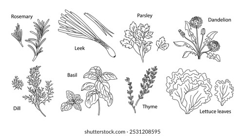 Ervas verdes isoladas. Tomilho, alecrim, salsa, manjericão, endro, alho poró, dente-de-leão, folhas de alface, especiarias. Ilustração linear de vetor alimentar saudável, contorno