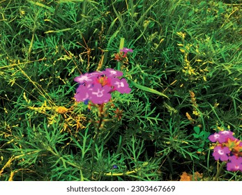 Green herbs leaves and pink flowers is an isolated floral nature background photo painting ,great for decoration ,book cover ,valentine and christmas gift card ,textile print and website