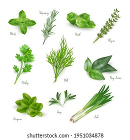 Green herbs set isolated on white background. Thyme, rosemary, mint, oregano, basil, sage, parsley, dill, bay leaves, leek spices vector illustration. Herbal seasoning ingredients for cooking.