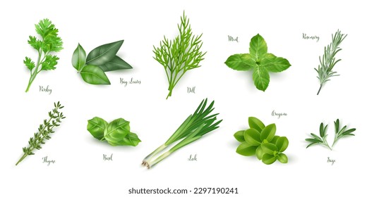 Green herbs set isolated on white background. Thyme, rosemary, mint, oregano, basil, sage, parsley, dill, bay leaves, leek spices vector illustration. Herbal seasoning ingredients for cooking.