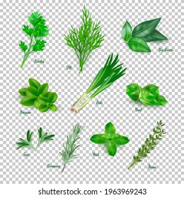 Green herbs set on transparent background. Thyme, rosemary, mint, oregano, basil, sage, parsley, dill, bay leaves, leek spices vector illustration. Herbal seasoning ingredients for cooking.