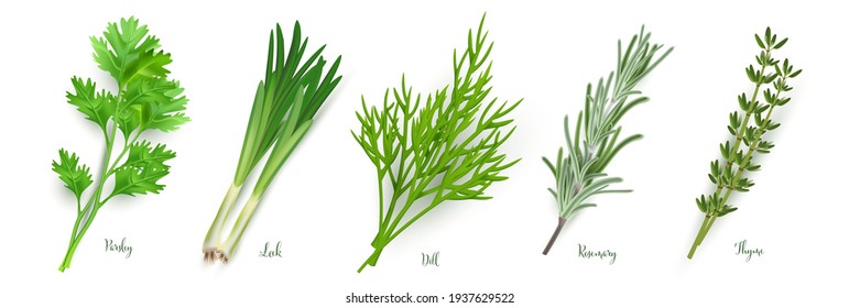 Green herbs set on white background. Thyme, rosemary, parsley, dill, leek spices vector illustration. Herbal seasoning ingredients for cooking. Healthy cuisine condiments.