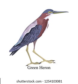 Green heron. Bird with dark blue and red feather. Fauna creature. Isolated flat vector illustration