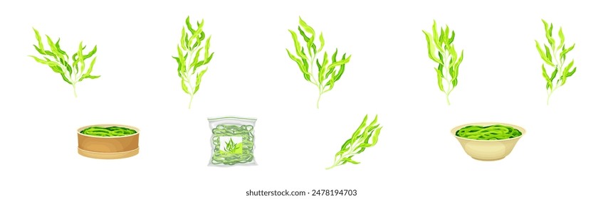 Green Hijiki Seaweed and Algae Plant Vector Set