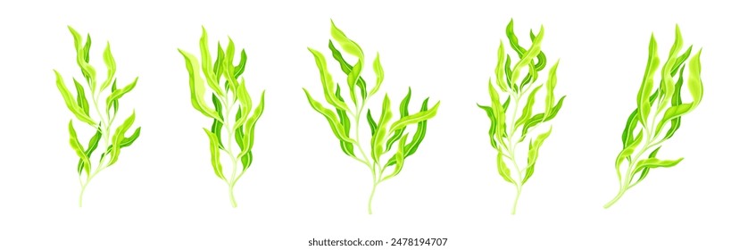 Green Hijiki Seaweed and Algae Plant Vector Set