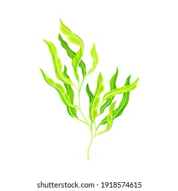 Green Hijiki Seaweed or Sargassum as Asian Sea Vegetable Vector Illustration