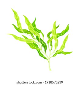 Green Hijiki Seaweed or Sargassum as Asian Sea Vegetable Vector Illustration