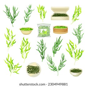 Green Hijiki Seaweeds or Sargassum as Sea Vegetable in Bowl and Package Big Vector Set