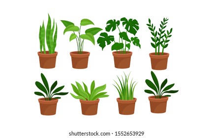Green Home Plants In Pots Vector Illustration Set