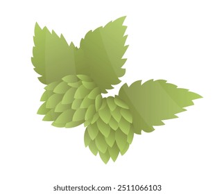 Ilustración vectorial plana de conos y hojas de lúpulo verde para la producción de cerveza Esta ilustración presenta el lúpulo utilizado en la elaboración de cerveza y la medicina herbaria aislada sobre fondo blanco