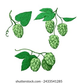 Green hop cones vector illustration in engraving style.