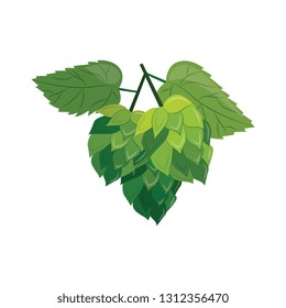 Green hop plant with leaves and cones isolated on white background. Vector green hop illustration on isolated white background in cartoon style for beer, alcohol.