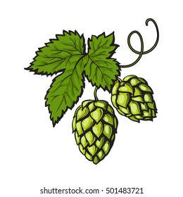 Planta de lúpulo verde, ilustración vectorial de estilo boceto aislada en fondo blanco. Conos de lúpulo verde dibujados a mano, ingrediente de elaboración de cerveza