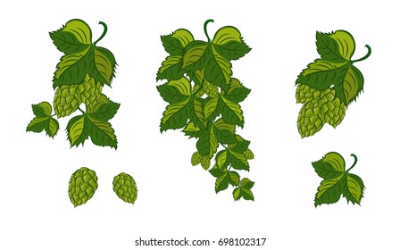 Green hop plant, sketch style vector illustration isolated on white background. Realistic hand drawn ripe green hop cones, beer brewing ingredient.Vector illustration.