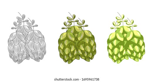 Green hops for brewing isolated on white background. Hand drawn hops herb. Vintage engraved style. For pub menu, cards, posters, prints, packaging. Vector vintage illustration