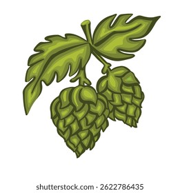 Green hops, hand drawn vector illustration