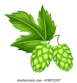 Green hops with leaf. Illustration for Oktoberfest.