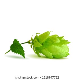Green hops low poly. Fragrant hop plant. Vector illustration. The art of brewing. Hops in triangulation technique.
