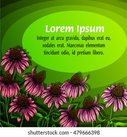 Green horizontal background for labels with echinacea products. Vector illustration
