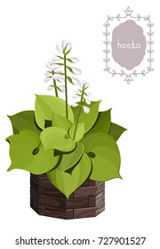 Green hosta with pink flowers in a wooden pot, garden plant, vector background. Green hosta shrub. Plant for the landscape.