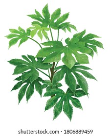 Green house plant, Fatsia japonica, isolated on white background. Vector.