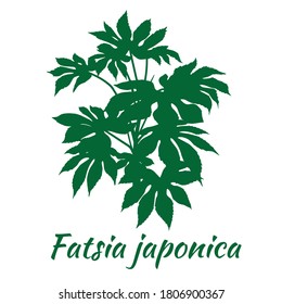 Green house plant isolated silhouette on white background. Vector illustration "Fatsia japonica" flowering plant (or "Japanese aralia" or "paperplant")