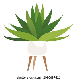 Green house plant. Succulent in pot stand. Indoor gardening