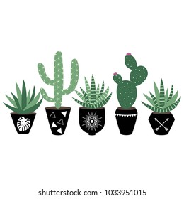 green house plants in the black pots haworthia and cactus scandinavian style boho illustration vector