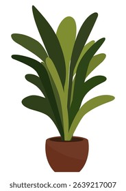 Green houseplant in a brown pot, an indoor decorative element for home and office decor. Isolated natural ornament element.