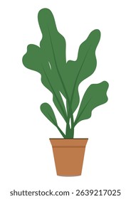 Green houseplant in a brown pot. Isolated decorative interior plant for home decor and office space. A simple botanical element for furnishing and nature concept.