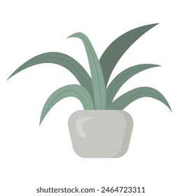 Green houseplant in flower pot isolated on white background