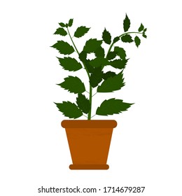 The green houseplant hibiscus in a pot. The plant for interior decor of home or office, for creating comfort. Isolated object. Vector illustration on a white background in the cartoon style.
