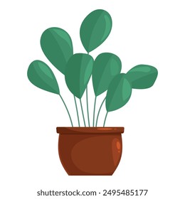 Green houseplant with large oval leaves growing in a brown pot