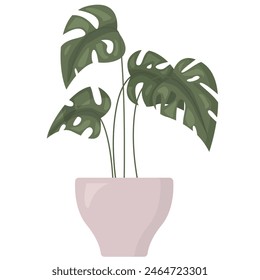 Green houseplant with leaves in flower pot isolated on white background. Monstera in flat style