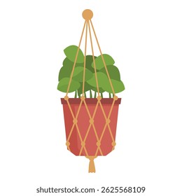 Green houseplant with lush leaves is growing in a terracotta pot hanging in macrame plant hanger