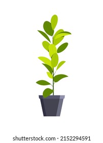 Green houseplant in a pot, home interior decoration in minimal scandinavian style. Vector illustration in flat style