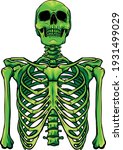 green Human skeleton on white background vector illustration