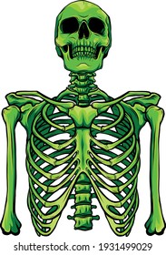 green Human skeleton on white background vector illustration