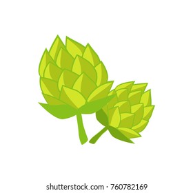 Green humulus hop vector illustration isolated on white background. Plant widely cultivated for use by the brewing industry, main flavor ingredient in beer