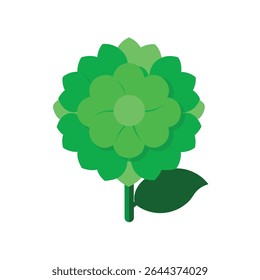 green hydrangea flower-on white background