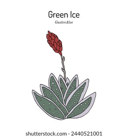 Green ice (Gasteraloe), hybrid ornamental plant. Hand drawn botanical vector illustration