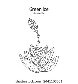 Green ice (Gasteraloe), hybrid ornamental plant. Hand drawn botanical vector illustration