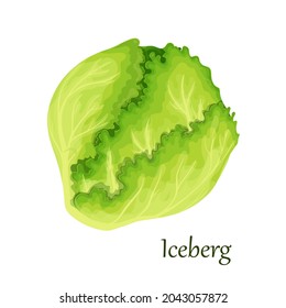 Green Iceberg lettuce salad vector illustration